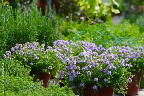 mediterranean herbs garden photo