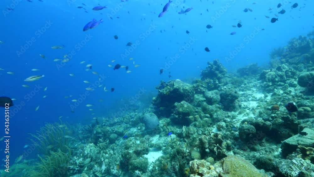 Seascape of coral reef in the Caribbean Sea around Curacao at dive site Rediho with various corals and sponges Seascape of coral reef in the Caribbean Sea around Curacao at dive site Rediho with various corals and sponges