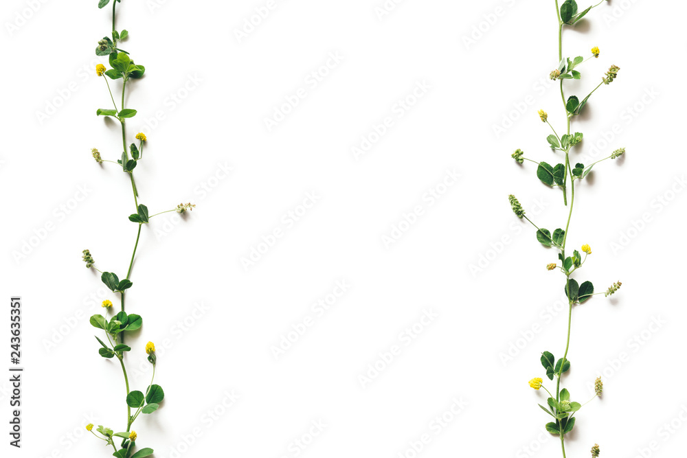 Fototapeta premium Yellow Clover On White Background