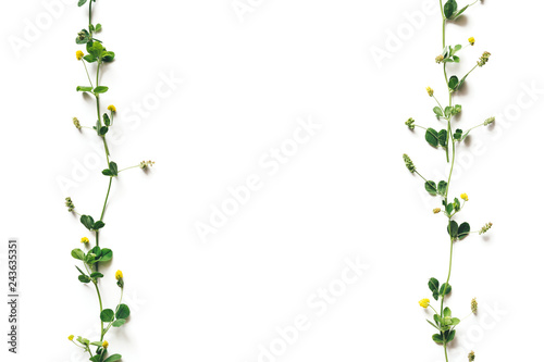 Yellow Clover On White Background