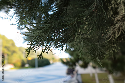 Closeup green branch pine tree with blurred background