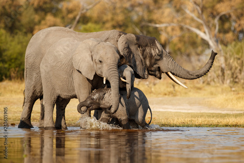 Amazing african elephants. Elephants family bathing in the lake. Wildlife scene with amazing animals. Dangerous animals. Great tusker in the nature habitat. Loxodonta africana.