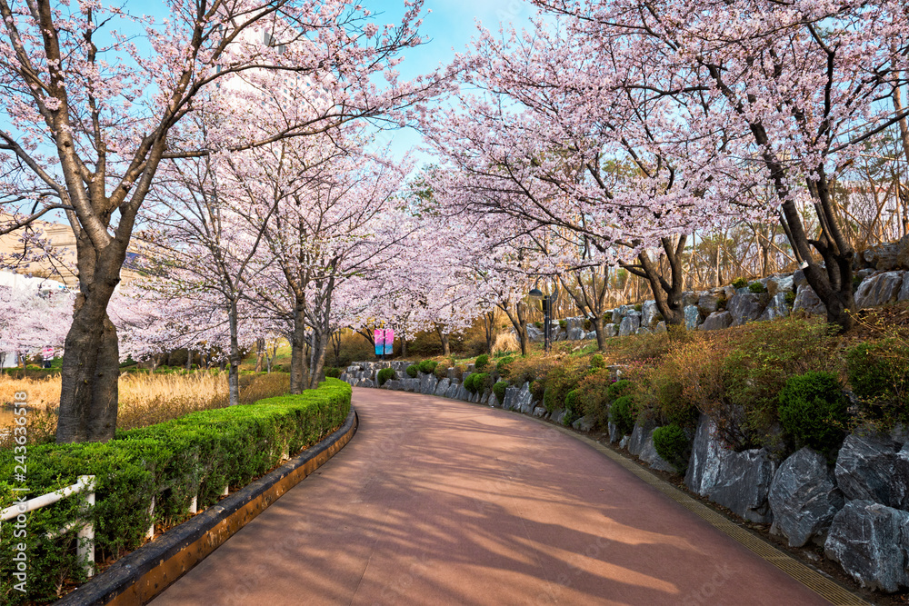 Blooming sakura cherry blossom alley in park 