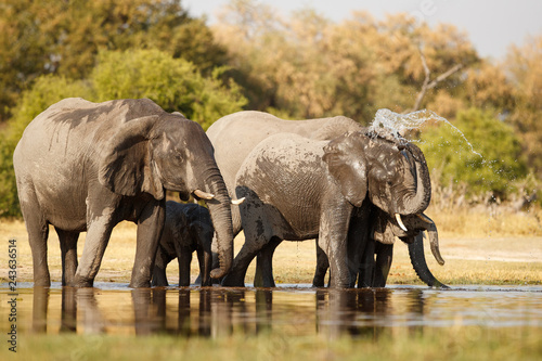 Amazing african elephants. Elephants family bathing in the lake. Wildlife scene with amazing animals. Dangerous animals. Great tusker in the nature habitat. Loxodonta africana. © photocech