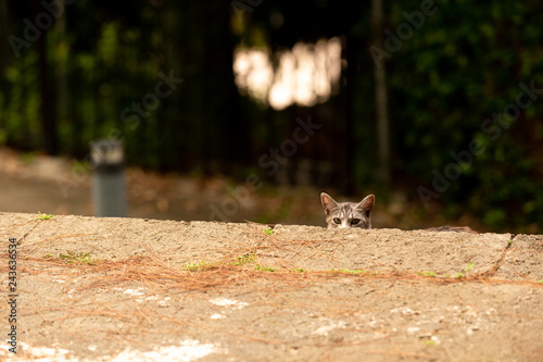 沖縄の猫 © 友輝 堀井