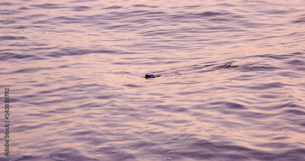 Sea lion pokes head out of water during beautiful orange pink sunset Sea lion pokes head out of water during beautiful orange pink sunset