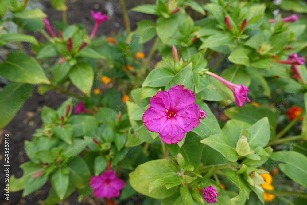 Bright pink flower of Mirabilis jalapa in September Bright pink flower of Mirabilis jalapa in September