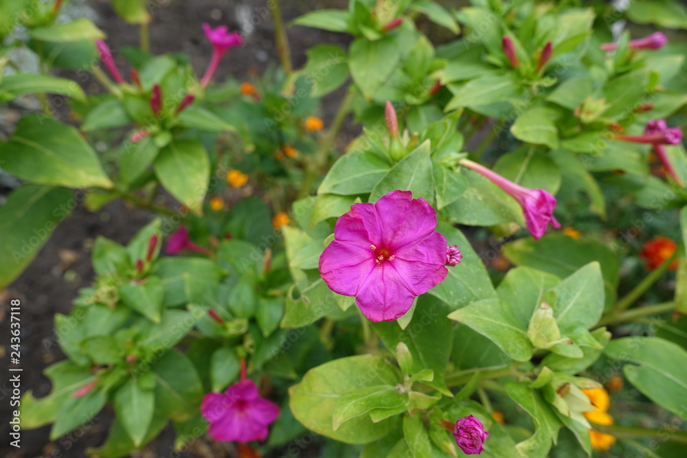 Bright pink flower of Mirabilis jalapa in September