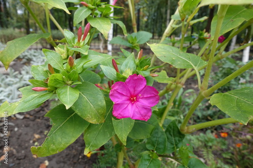 One bright pink flower of Mirabilis jalapa