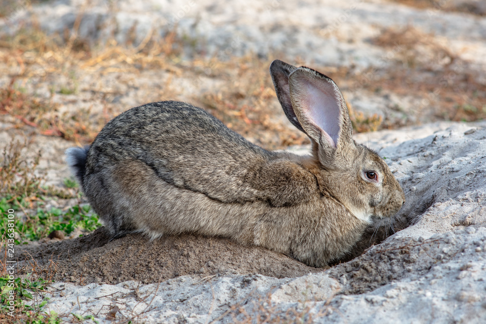 Portrait of a big beautiful rabbit in the yard Portrait of a big beautiful rabbit in the yard