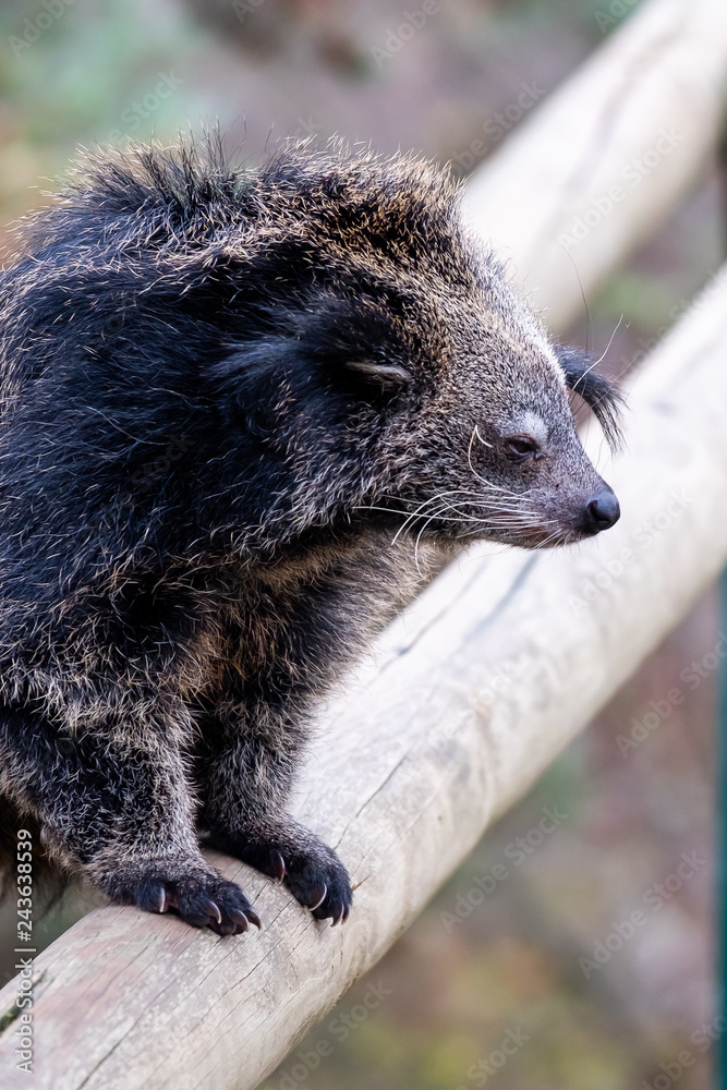 Obraz premium Binturong