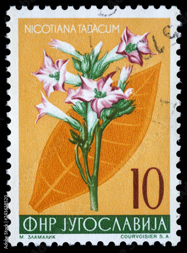 Stamp printed in Yugoslavia shows cultivated tobacco, series, circa 1959