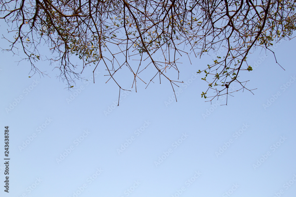 Obraz premium Tree branch against blue sky