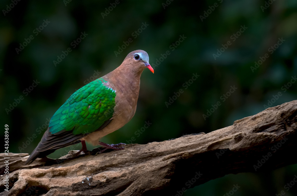 Emerald Dove on branch in nature
