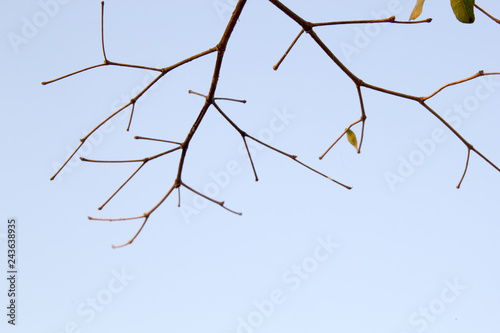 Tree branch against blue sky