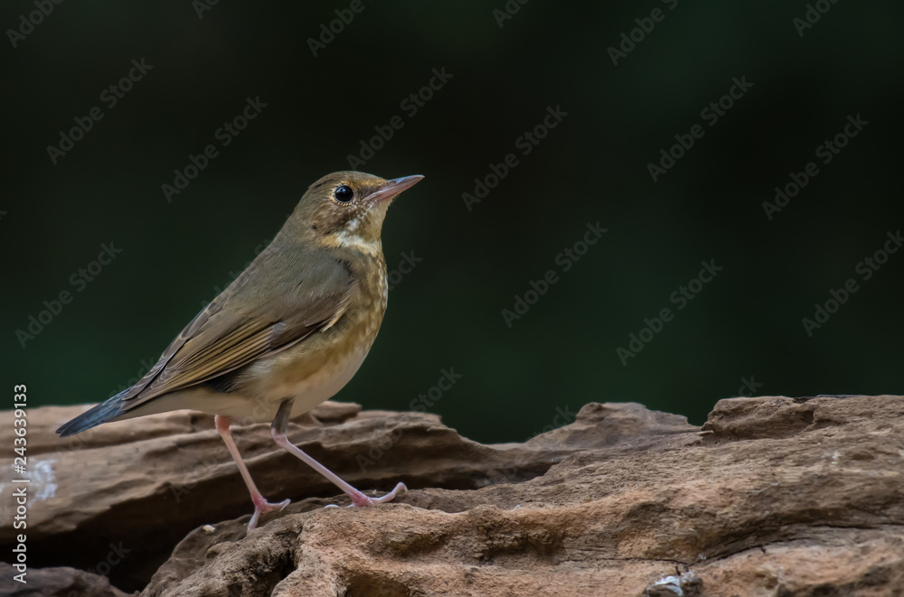 Siberian Blue Robin on branch. Siberian Blue Robin on branch.