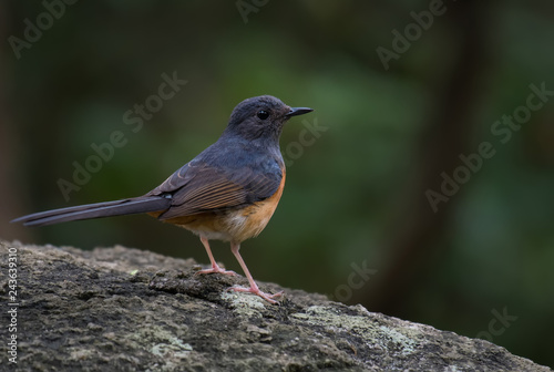 White-rumped shama Standing on a rock