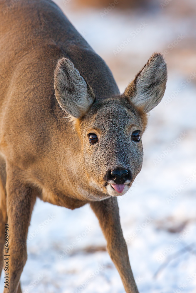 Portrait of roe deer, capreolus capreolus, in winter. Wild roe doe at sunset with snow in background. Freezing weather in wilderness. Portrait of roe deer, capreolus capreolus, in winter. Wild roe doe at sunset with snow in background. Freezing weather in wilderness.
