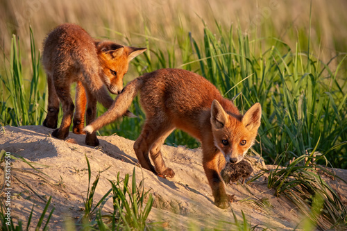 Obraz na płótnie Red fox, vulpes vulpes, small young cubs near den playing. Cute little wild predators in natural environment. Brotherhood of animlas in wilderness. w salonie