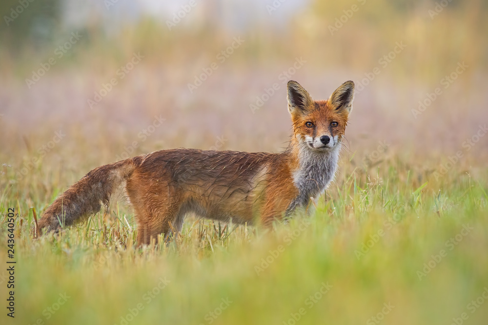 Red fox, vulpes vulpes, early in the morning with blurred background. Curious wild predator gazing to camera. Wildlife scenery from nature. Animal in wilderness.