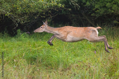 Red deer, cervus elaphus, runnig dynamically at high speed. Wildlife action scenery from nature. Mammal jumping while sprinting fast. © WildMedia