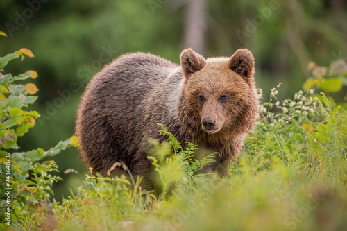 Fluffy young brown bear, ursus arctos in summer at sunset. Cute wild animal staring at the camera. Wildlife scenery from nature.