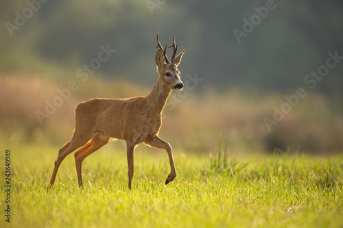 Roe deer  capreolus capreolus  buck in summer. Wild animal in backlight walking. Wildlife scenery of mammal approaching.