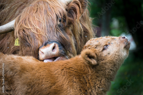 Schottisches Highland Rind Mutter und Kalb bei der Körperpflege