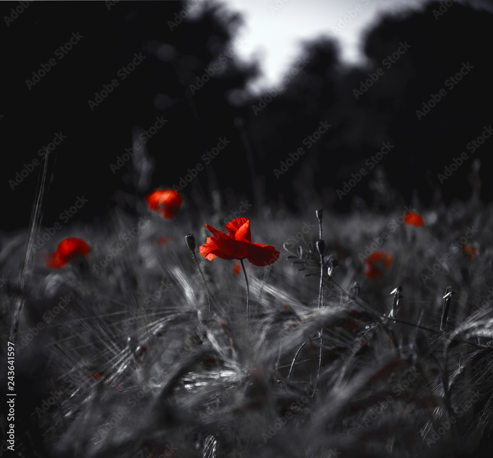 Landscape with red poppies and wheat spikes. Retro sad moody background.  Selective focus and blur. Vintage style toned postcard. Stock Photo | Adobe  Stock