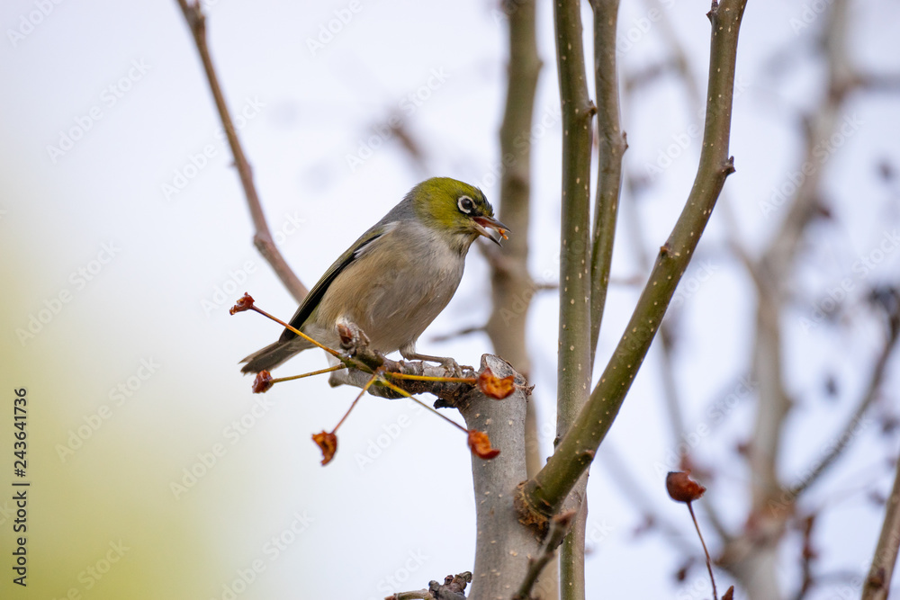 Fototapeta premium silvereye bird perched on a branch