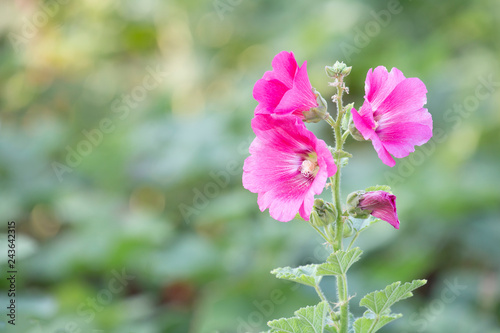 Hollyhock with space.