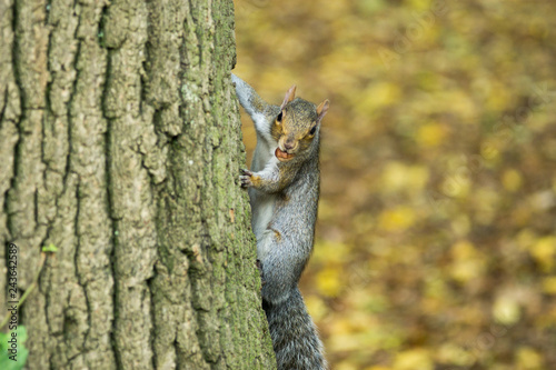 squirel wih a nut © Stepan