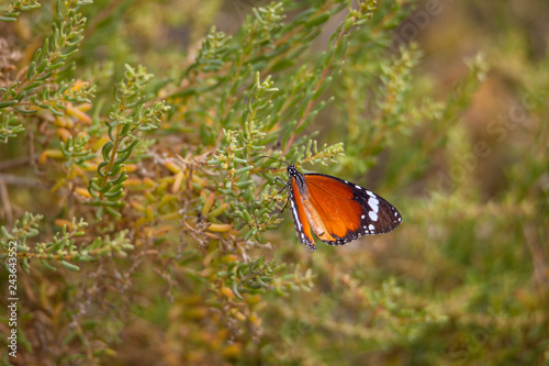 Monarch Butterfly with reed of grass and green environment background in Saudi Arabia.