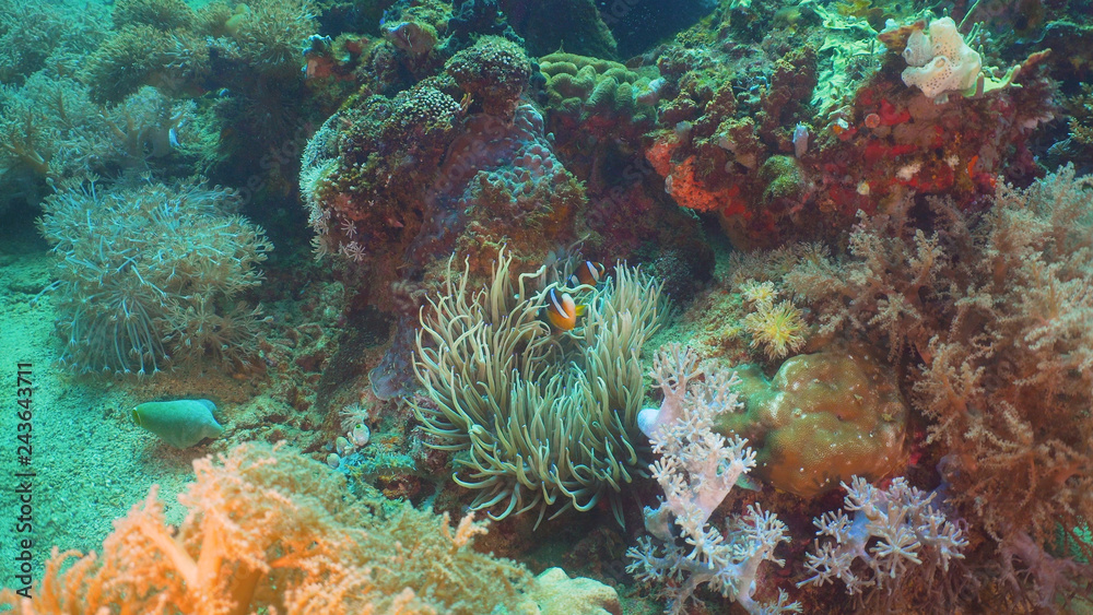 Clown Anemonefish in actinia on coral reef. Amphiprion percula. Mindoro. Underwater coral garden with anemone and clownfish. Philippines Clown Anemonefish in actinia on coral reef. Amphiprion percula. Mindoro. Underwater coral garden with anemone and clownfish. Philippines