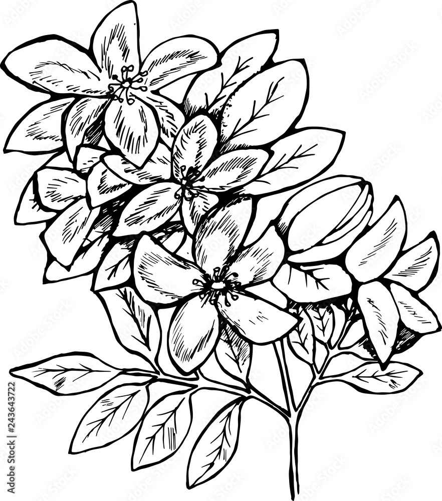 Illustration of branches of flowers of lilac. Manual graphics.