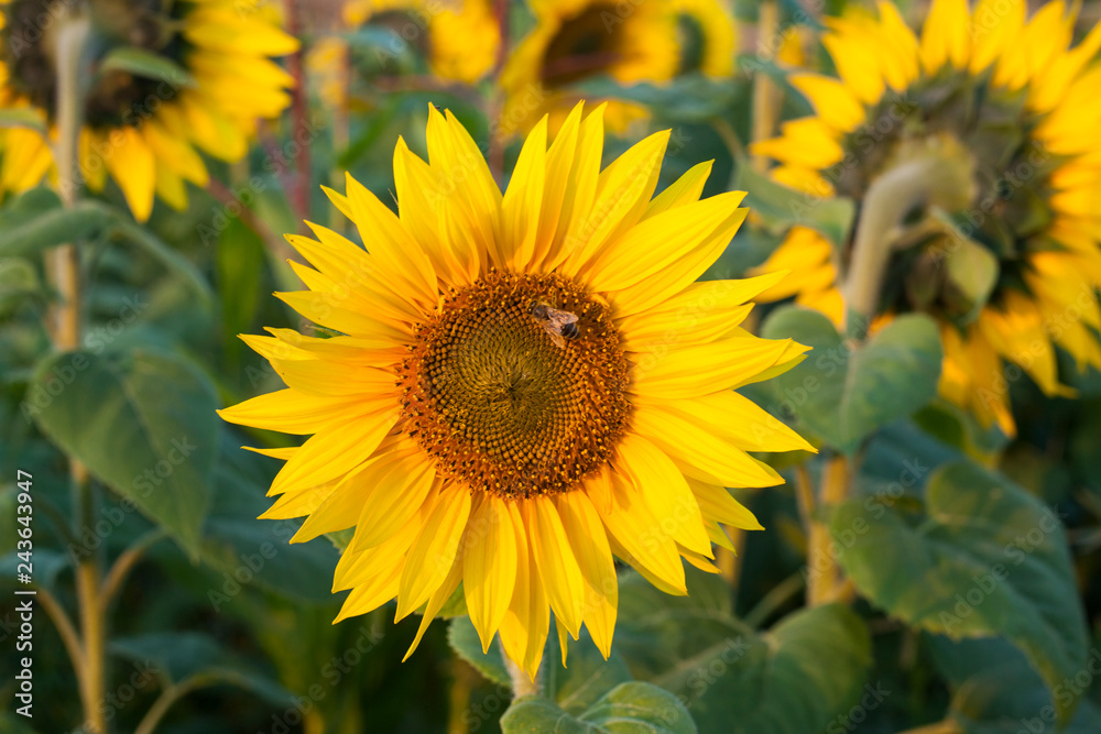 Sunflower with bee