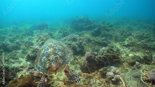 Sea turtle between corals underwater. Wonderful and beautiful underwater world. Diving and snorkeling in the tropical sea, Philippines, Mindoro.