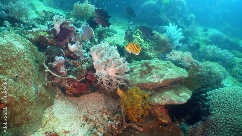 Fototapeta premium Fish and coral reef at diving. Wonderful and beautiful underwater world with corals and tropical fish. Hard and soft corals. Philippines, Mindoro. Diving and snorkeling in the tropical sea.