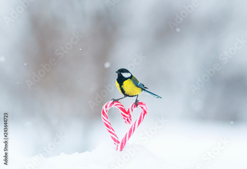 greeting card with cute little bird tit flies to a frame of red sweet heart-shaped lollipops in white snow on Valentine's Day