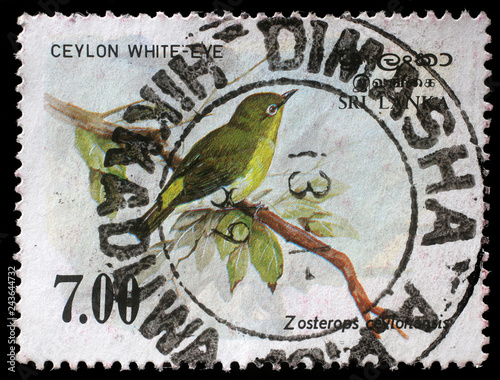 Stamp printed in the Republic of Sri Lanka shows the Sri Lanka white-eye bird, Zosterops ceylonensis, circa 1988 photo