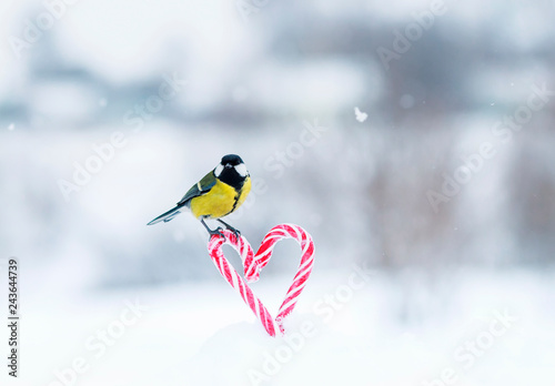 greeting card with cute little bird tit flew on a frame of red sweet heart-shaped lollipops in white snow on Valentine's Day