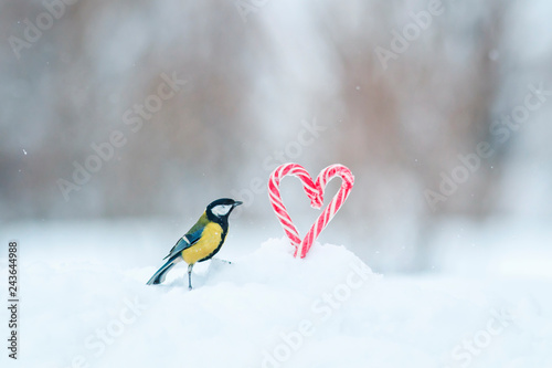  cute little bird tit flew on a frame of red sweet heart-shaped lollipops in white snow on Valentine's Day