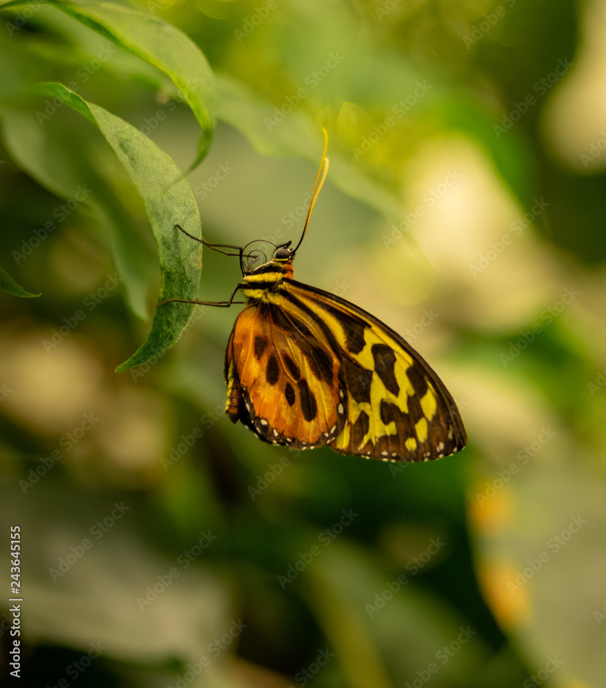 Fototapeta premium Butterfly Sitting on Fern