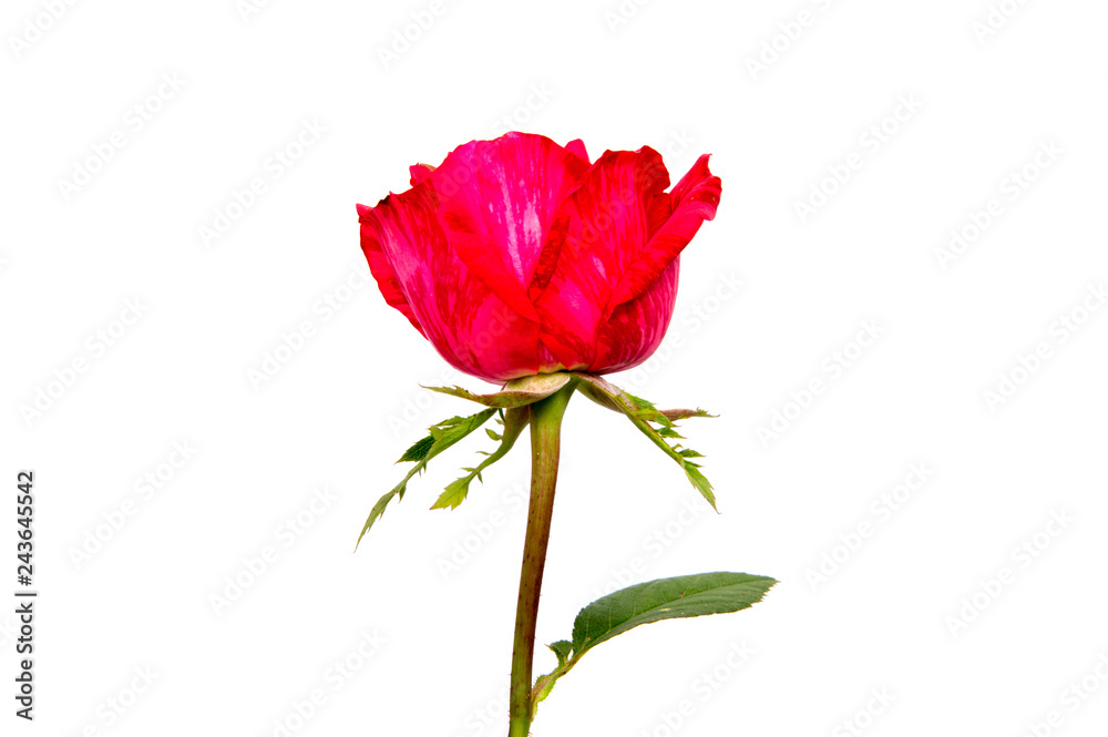 red rose isolated on white background red rose isolated on white background