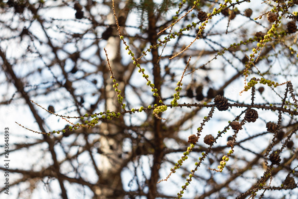 flowering branches of larch tree with buds in spring flowering branches of larch tree with buds in spring