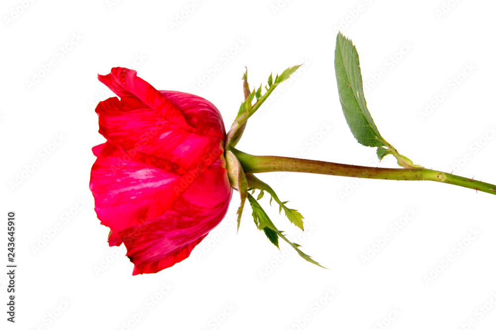 Fototapeta premium red rose isolated on white background