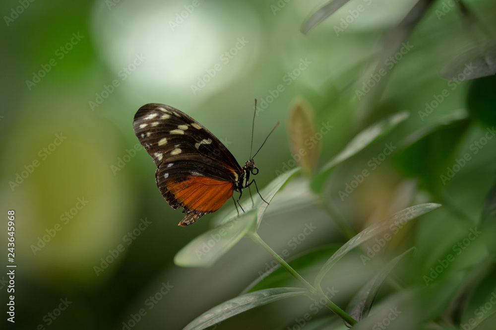 Butterfly Sitting on Leaf Butterfly Sitting on Leaf