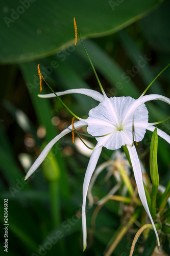 Beautiful hymenocallis flower close-up picture photo