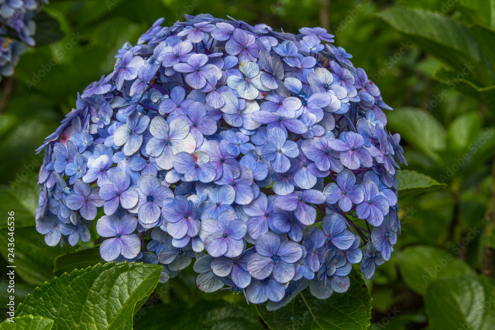 Beautiful purple hydrangea macrophylla flowers Beautiful purple hydrangea macrophylla flowers