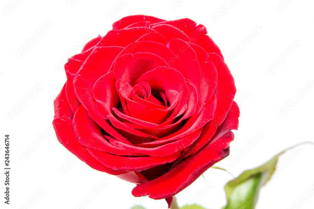 Naklejka premium red rose isolated on white background